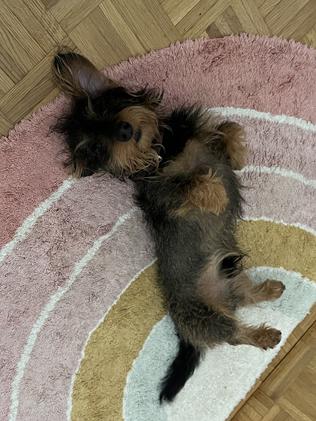 Bailey of Yellow Happiness